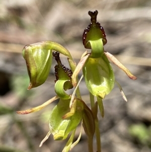 Caleana minor at Molonglo Valley, ACT - suppressed