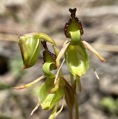 Caleana minor (Small Duck Orchid) at Black Mountain - 21 Dec 2021 by AJB
