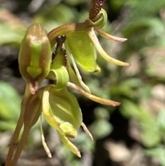 Caleana minor at Molonglo Valley, ACT - suppressed