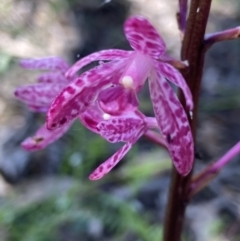 Dipodium punctatum (Blotched Hyacinth Orchid) at Yarralumla, ACT - 17 Dec 2021 by AJB