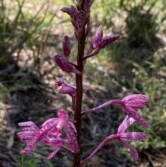 Dipodium punctatum at Yarralumla, ACT - 17 Dec 2021