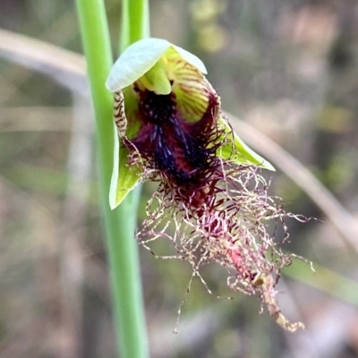 Calochilus therophilus (Late Beard Orchid) at Molonglo Valley, ACT - 25 Dec 2021 by AJB