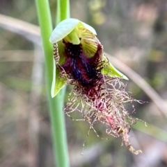 Calochilus therophilus (Late Beard Orchid) at Molonglo Valley, ACT - 25 Dec 2021 by AJB
