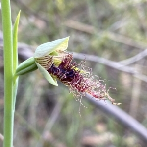 Calochilus therophilus at Molonglo Valley, ACT - suppressed