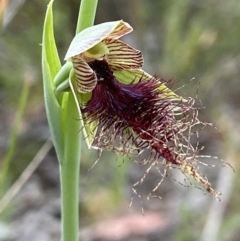 Calochilus therophilus (Late Beard Orchid) at Black Mountain - 25 Dec 2021 by AJB