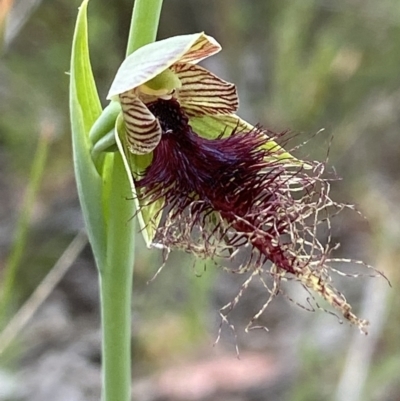 Calochilus therophilus (Late Beard Orchid) at Black Mountain - 25 Dec 2021 by AJB