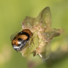 Aporocera (Aporocera) jocosa (Leaf beetle) at Higgins, ACT - 27 Dec 2021 by AlisonMilton