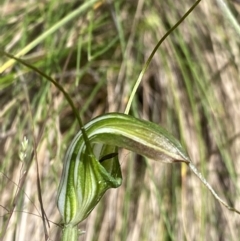 Diplodium decurvum (Summer greenhood) at Cotter River, ACT - 28 Dec 2021 by NedJohnston