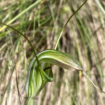 Pterostylis decurva (Summer Greenhood) at Cotter River, ACT - 27 Dec 2021 by Ned_Johnston