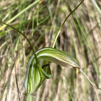 Diplodium decurvum (Summer greenhood) at Cotter River, ACT - 28 Dec 2021 by NedJohnston