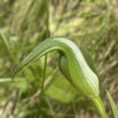Pterostylis sp. (A Greenhood) at Cotter River, ACT - 28 Dec 2021 by Ned_Johnston