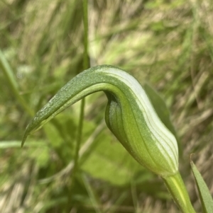 Pterostylis sp. at Cotter River, ACT - suppressed