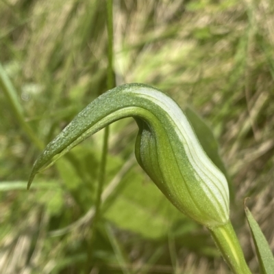 Pterostylis sp. (A Greenhood) at Cotter River, ACT - 28 Dec 2021 by NedJohnston