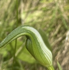 Pterostylis sp. at Cotter River, ACT - suppressed