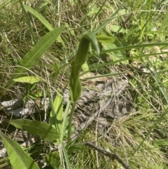 Pterostylis sp. at Cotter River, ACT - suppressed