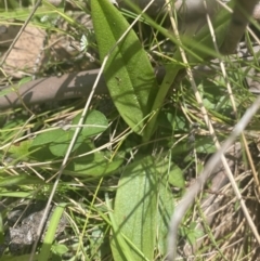 Pterostylis sp. at Cotter River, ACT - suppressed