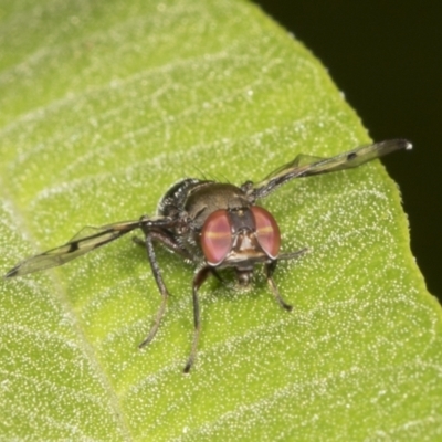 Pogonortalis doclea (Boatman fly) at Higgins, ACT - 27 Dec 2021 by AlisonMilton