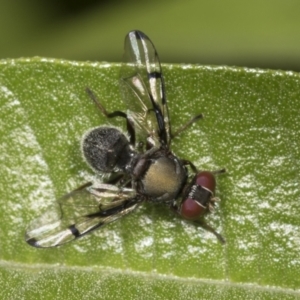 Pogonortalis doclea at Higgins, ACT - 27 Dec 2021