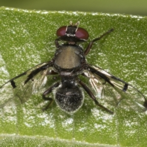 Pogonortalis doclea at Higgins, ACT - 27 Dec 2021