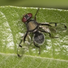 Pogonortalis doclea at Higgins, ACT - 27 Dec 2021