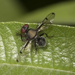 Pogonortalis doclea at Higgins, ACT - 27 Dec 2021