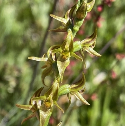 Prasophyllum tadgellianum (Tadgell's leek orchid) at Cotter River, ACT - 28 Dec 2021 by Ned_Johnston