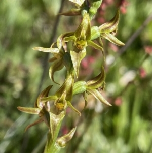 Paraprasophyllum tadgellianum at Cotter River, ACT - 28 Dec 2021