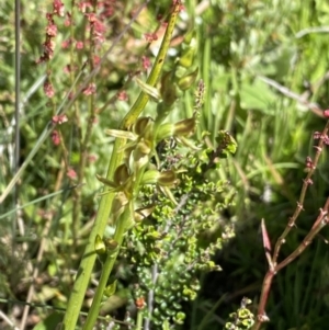 Paraprasophyllum tadgellianum at Cotter River, ACT - 28 Dec 2021