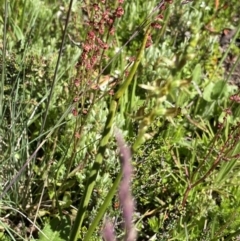 Paraprasophyllum tadgellianum at Cotter River, ACT - 28 Dec 2021