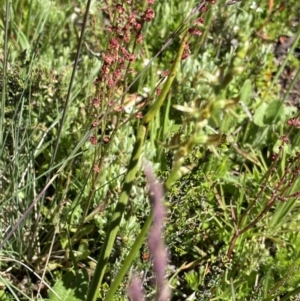 Paraprasophyllum tadgellianum at Cotter River, ACT - suppressed