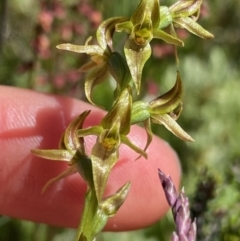 Paraprasophyllum tadgellianum at Cotter River, ACT - 28 Dec 2021