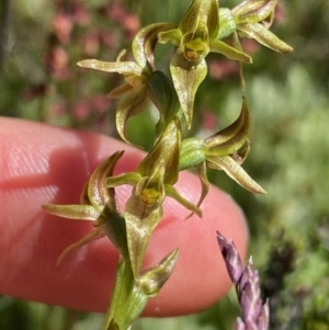 Paraprasophyllum tadgellianum at Cotter River, ACT - 28 Dec 2021