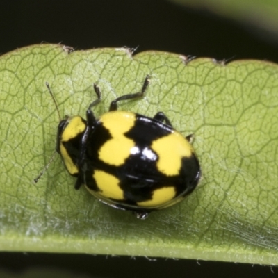 Illeis galbula (Fungus-eating Ladybird) at Higgins, ACT - 27 Dec 2021 by AlisonMilton