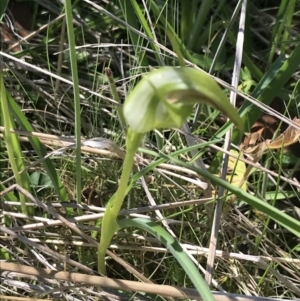 Pterostylis monticola at Rendezvous Creek, ACT - 21 Dec 2021