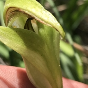 Pterostylis monticola at Rendezvous Creek, ACT - 21 Dec 2021