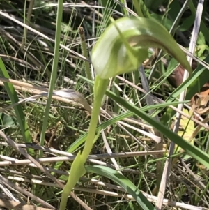 Pterostylis monticola at Rendezvous Creek, ACT - 21 Dec 2021