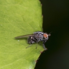 Poecilohetaerus aquilus (A lauxaniid fly) at Higgins, ACT - 27 Dec 2021 by AlisonMilton