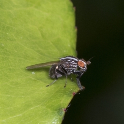 Poecilohetaerus aquilus (A lauxaniid fly) at Higgins, ACT - 27 Dec 2021 by AlisonMilton