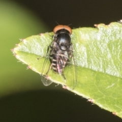 Platypezidae sp. (family) (Unidentified platypezid fly) at Higgins, ACT - 27 Dec 2021 by AlisonMilton