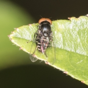 Platypezidae sp. (family) at Higgins, ACT - 27 Dec 2021