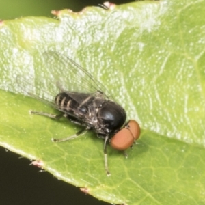 Platypezidae (family) at Higgins, ACT - 27 Dec 2021 02:48 PM