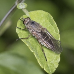 Anabarhynchus sp. (genus) at Higgins, ACT - 27 Dec 2021