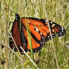 Danaus plexippus (Monarch) at Mount Clear, ACT - 28 Dec 2021 by JohnBundock