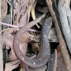 Saproscincus mustelinus (Weasel Skink) at Ulladulla, NSW - 28 Dec 2021 by trevorpreston