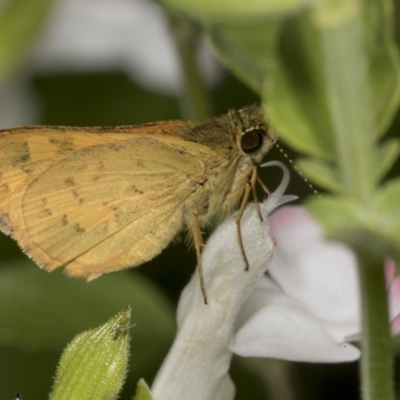 Ocybadistes walkeri (Green Grass-dart) at Higgins, ACT - 21 Dec 2021 by AlisonMilton