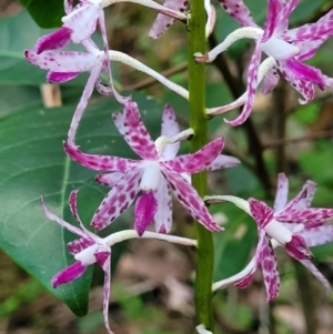 Dipodium variegatum at Ulladulla, NSW - suppressed