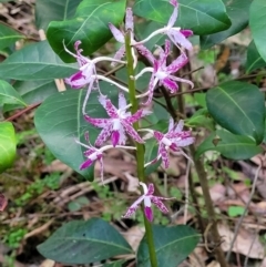 Dipodium variegatum at Ulladulla, NSW - suppressed