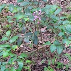 Dipodium variegatum at Ulladulla, NSW - suppressed