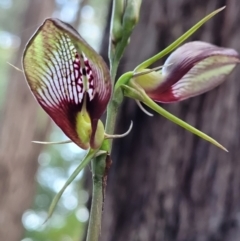 Cryptostylis erecta (Bonnet Orchid) at Ulladulla, NSW - 28 Dec 2021 by trevorpreston