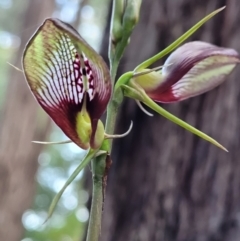 Cryptostylis erecta (Bonnet Orchid) at Ulladulla, NSW - 28 Dec 2021 by tpreston